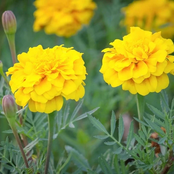 100 Seeds of Marigold Seeds Mixed Colour - image 3