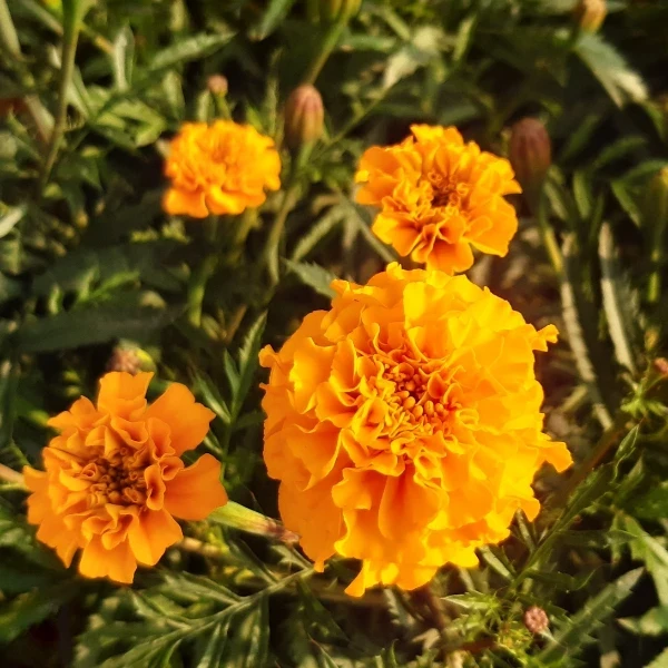 100 Seeds of Marigold Seeds Mixed Colour - image 2