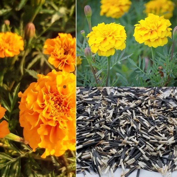 100 Seeds of Marigold Seeds Mixed Colour
