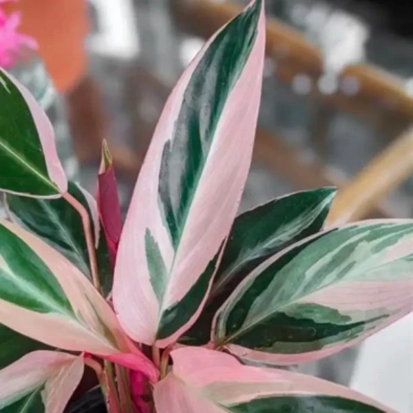 calathea stromanthe Plant - image 2