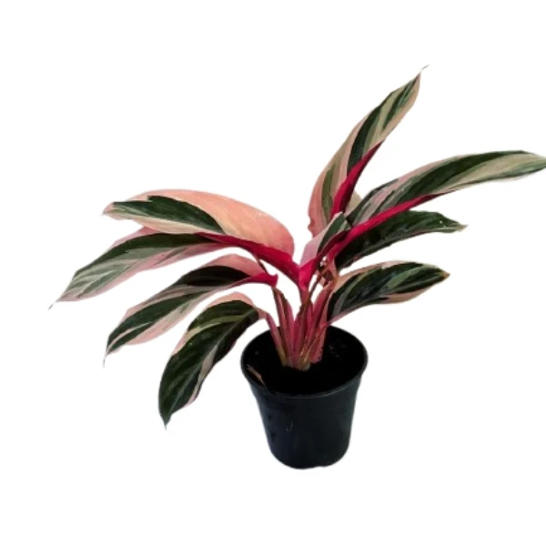 calathea stromanthe Plant - image 3