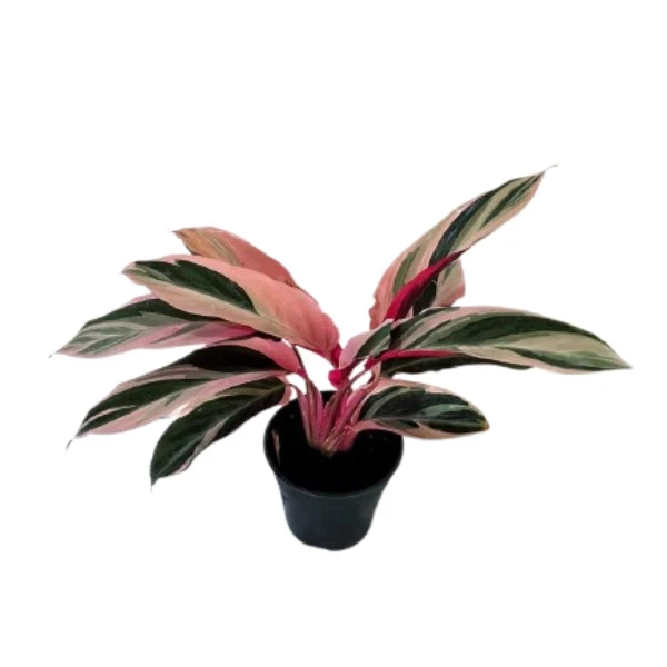 calathea stromanthe Plant - image 4