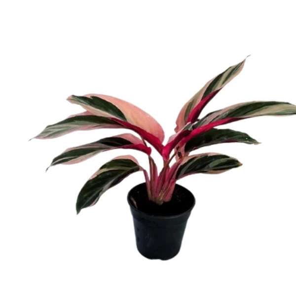 calathea stromanthe Plant - image 5