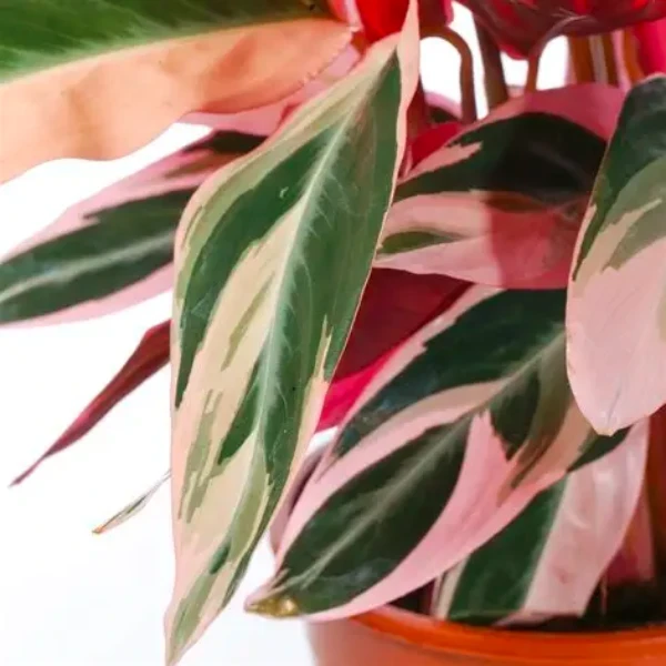 calathea stromanthe Plant - image 6