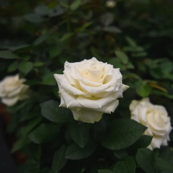 Classic Rose Yellow Plant - image 4