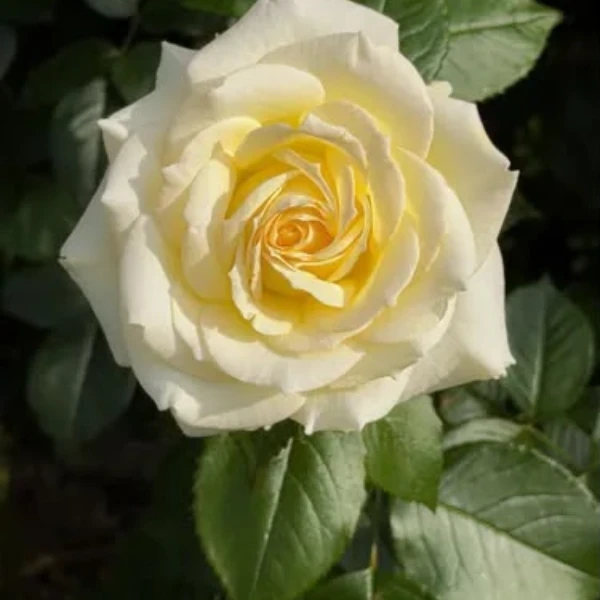 Classic Rose Yellow Plant - image 6