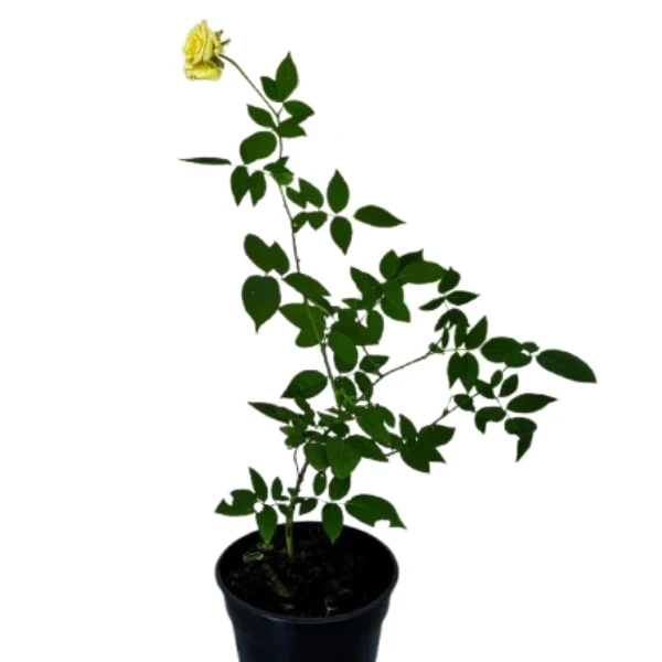 Classic Rose Yellow Plant - image 3