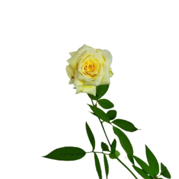 Classic Rose Yellow Plant - image 5