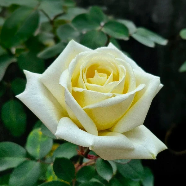 Classic Rose Yellow Plant - image 2