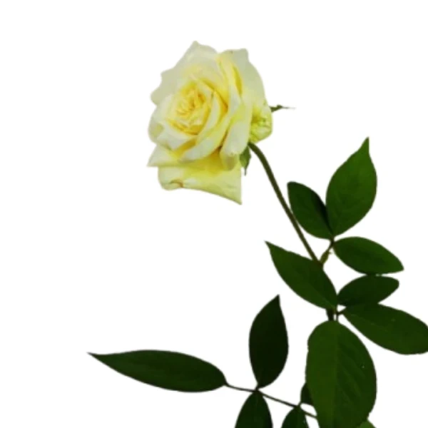Classic Rose Yellow Plant - image 7
