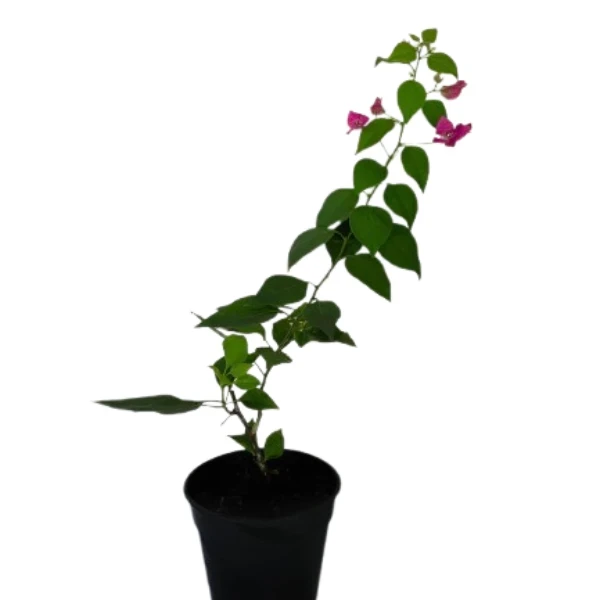 Climbing Bougainvillea Pink Plant - image 6