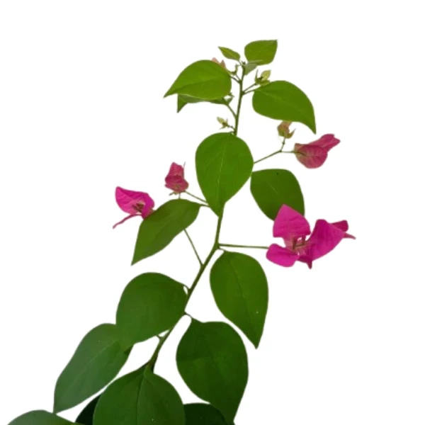 Climbing Bougainvillea Pink Plant - image 2