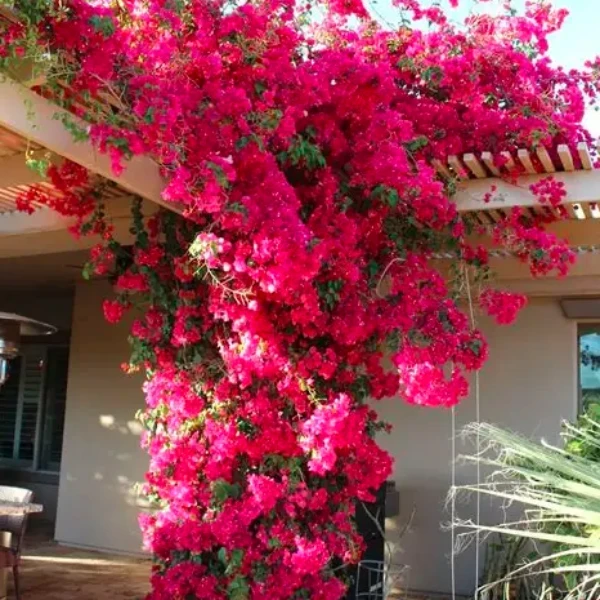 Climbing Bougainvillea Pink Plant - image 3