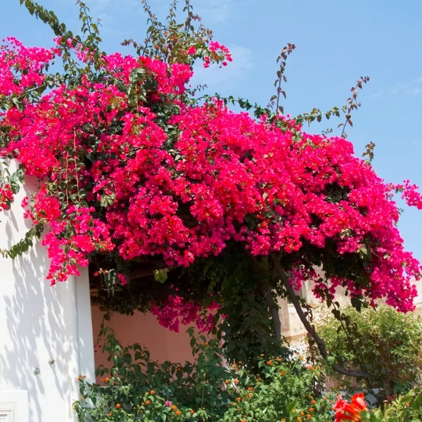 Climbing Bougainvillea Pink Plant - image 5