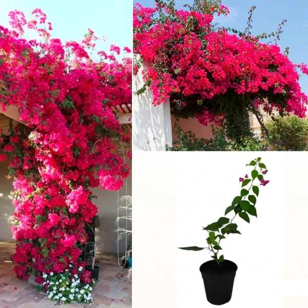Climbing Bougainvillea Pink Plant