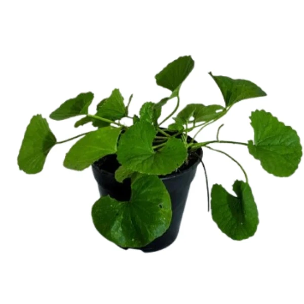 Gotukola Plant - image 3