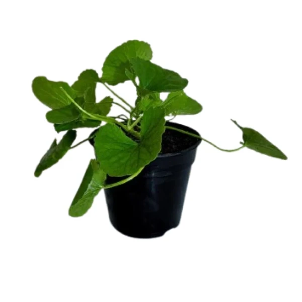Gotukola Plant - image 4