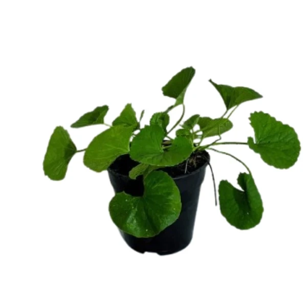 Gotukola Plant - image 2