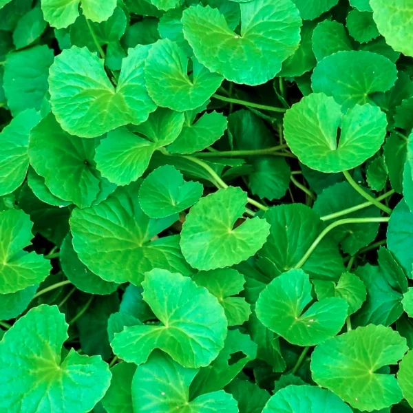 Gotukola Plant - image 5