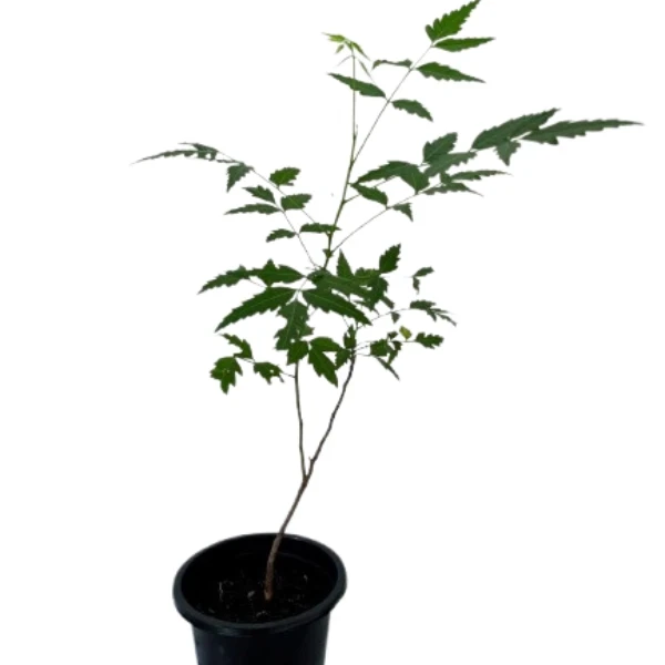 Kohomba/Neem Plant - image 4