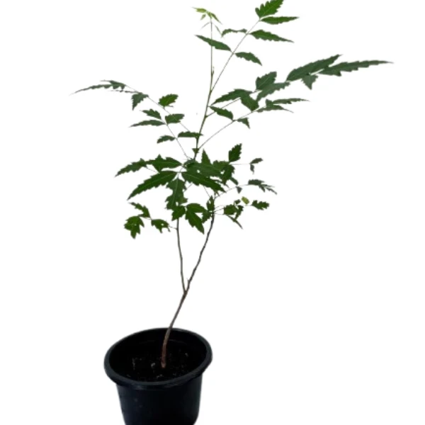 Kohomba/Neem Plant - image 2