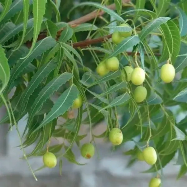 Kohomba/Neem Plant - image 3