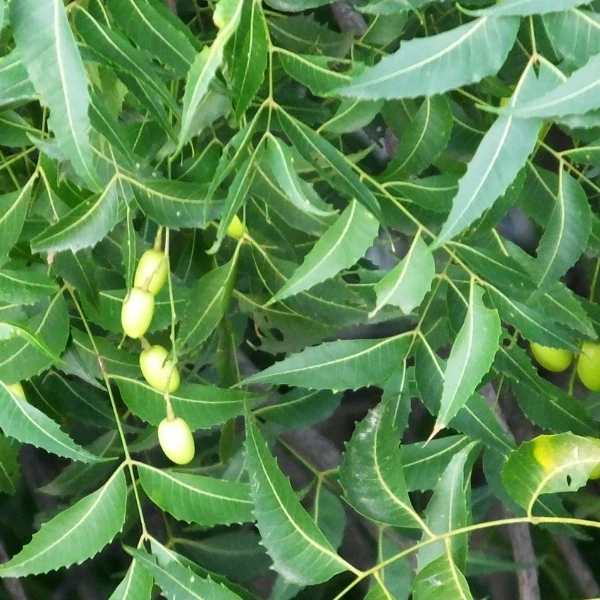 Kohomba/Neem Plant - image 6
