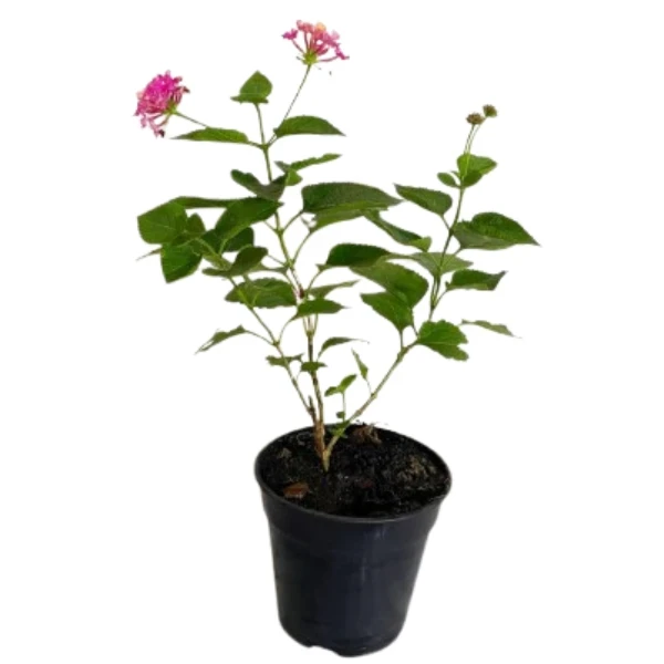 Lantana Pink Plant - image 2