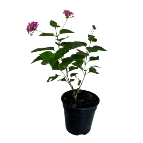 Lantana Pink Plant - image 3