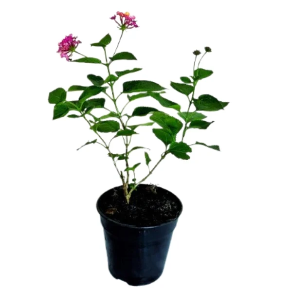 Lantana Pink Plant - image 4