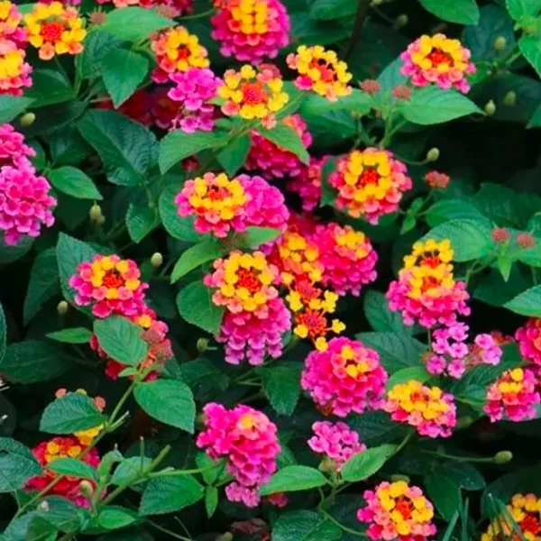 Lantana Pink Plant - image 5