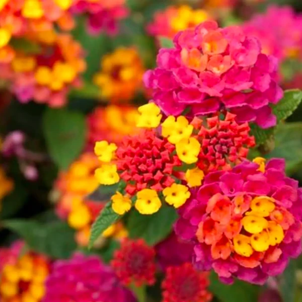 Lantana Pink Plant - image 6