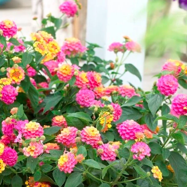 Lantana Pink Plant - image 7