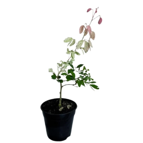 Madras Thorn Plant - image 3