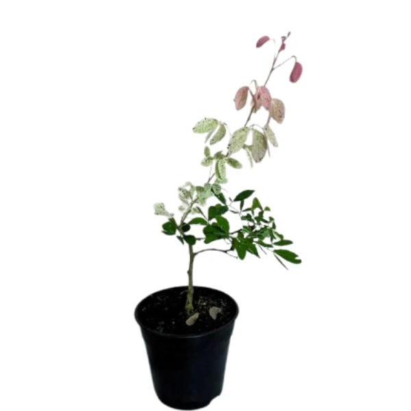 Madras Thorn Plant - image 4