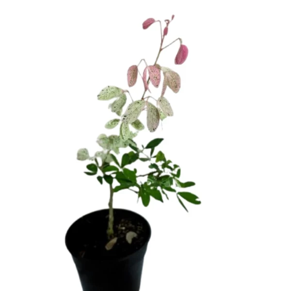 Madras Thorn Plant - image 2