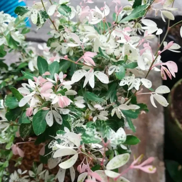 Madras Thorn Plant - image 6