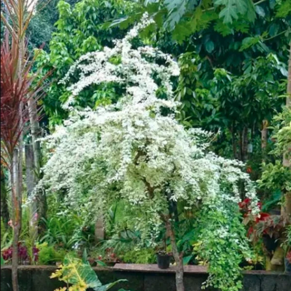 Madras Thorn Plant - image 7