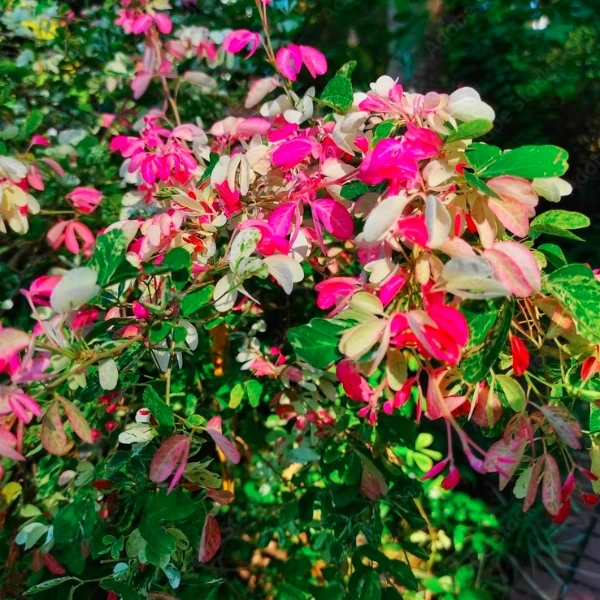 Madras Thorn Plant - image 5