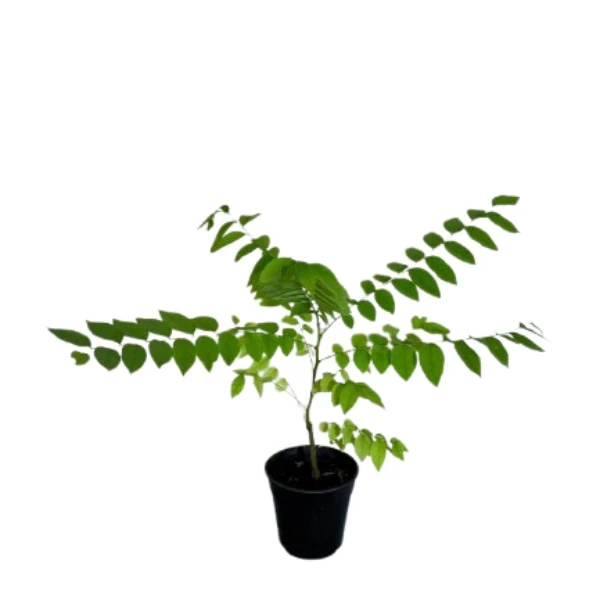 Nelli/Star Gooseberry Plant - image 3