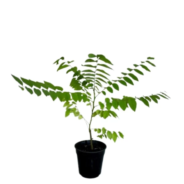 Nelli/Star Gooseberry Plant - image 4