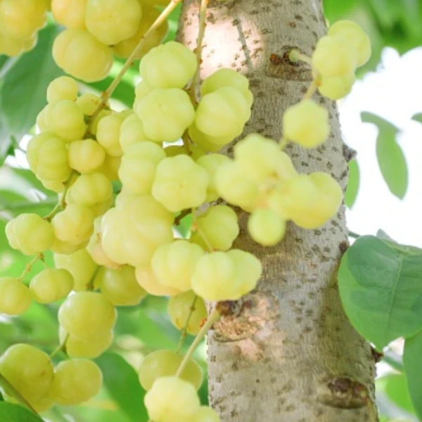 Nelli/Star Gooseberry Plant - image 2