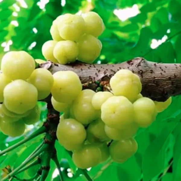 Nelli/Star Gooseberry Plant - image 6