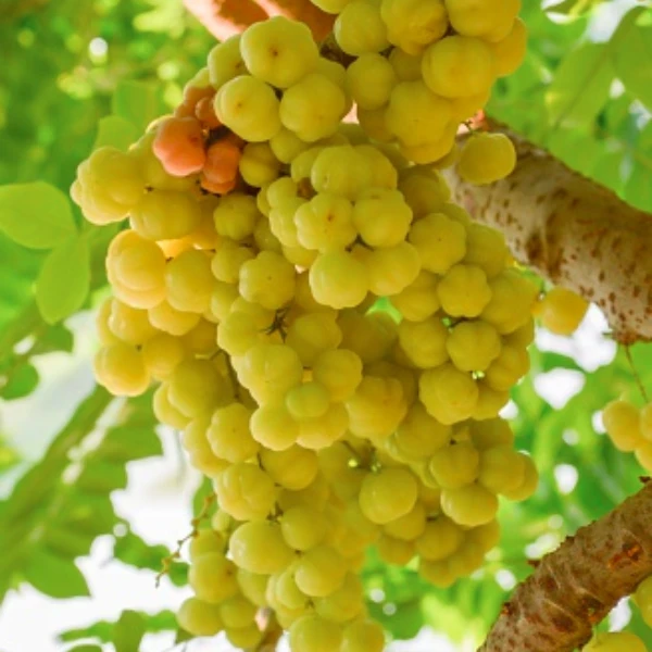 Nelli/Star Gooseberry Plant - image 7