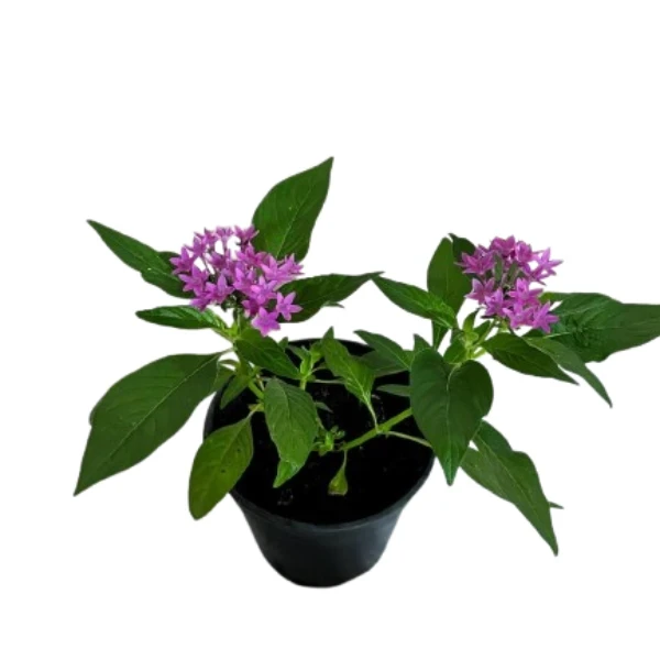 Pentas Plant Pink - image 3