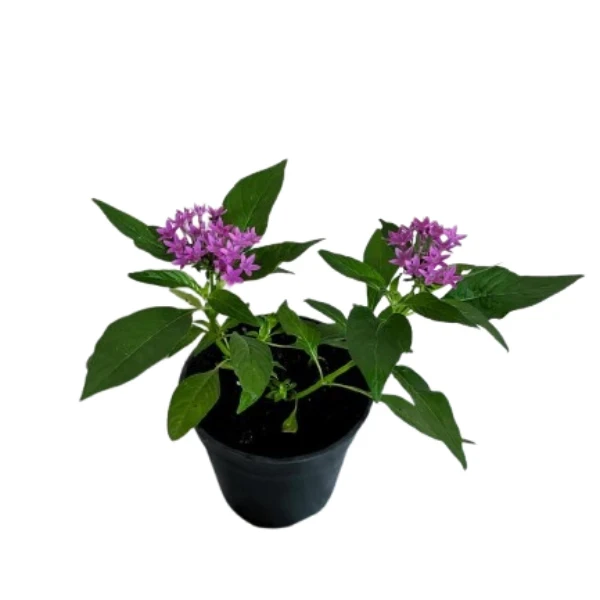 Pentas Plant Pink - image 6