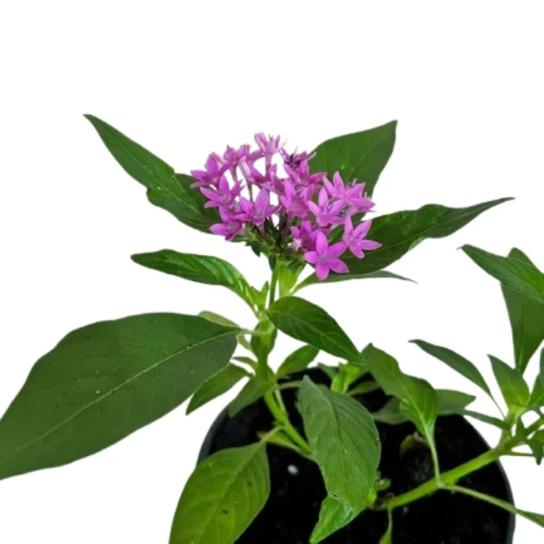 Pentas Plant Pink - image 2