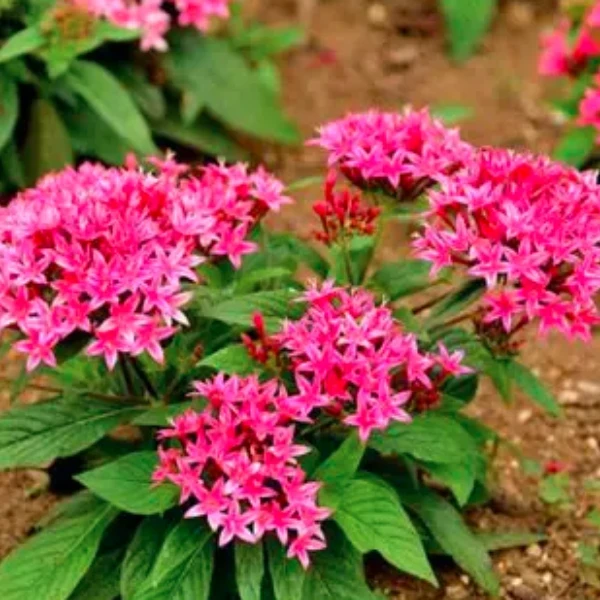 Pentas Plant Pink - image 5