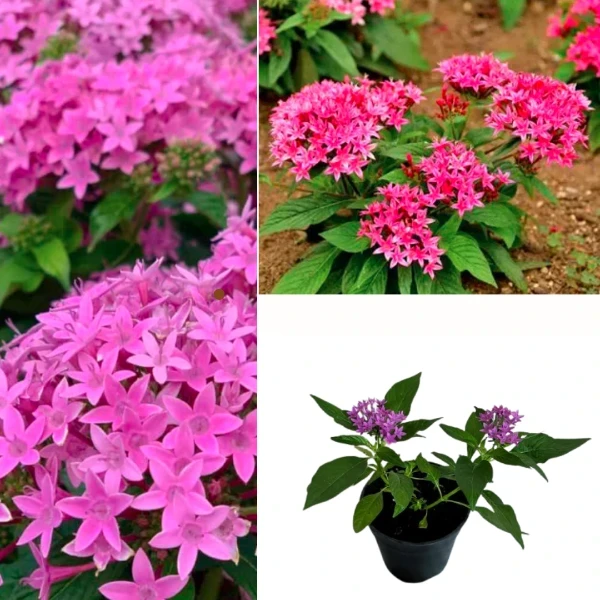 Pentas Plant Pink