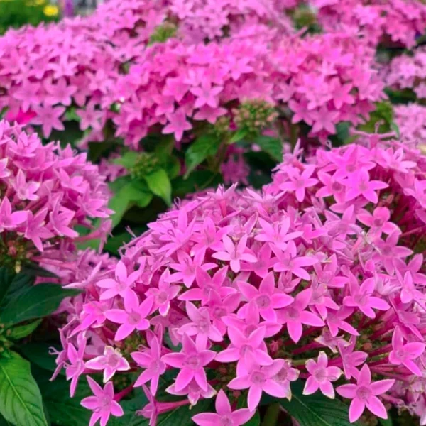 Pentas Plant Pink - image 7